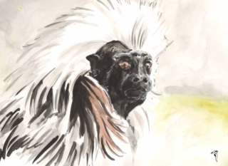 Cotton Top Tamaris Affe Illustration farbig