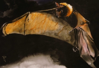 Fledermaus gezeichnete Fledermaus